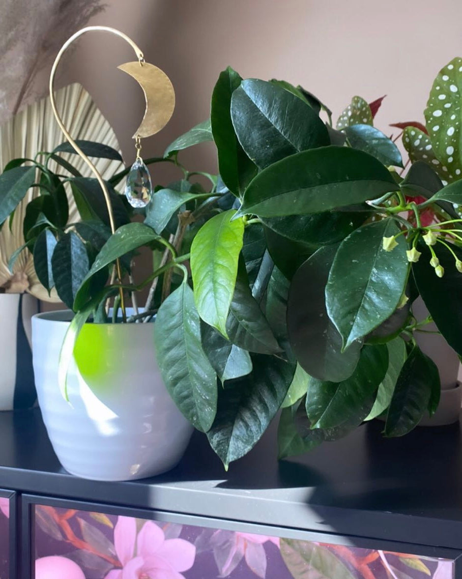 Planty Suncatcher Stick- Luna