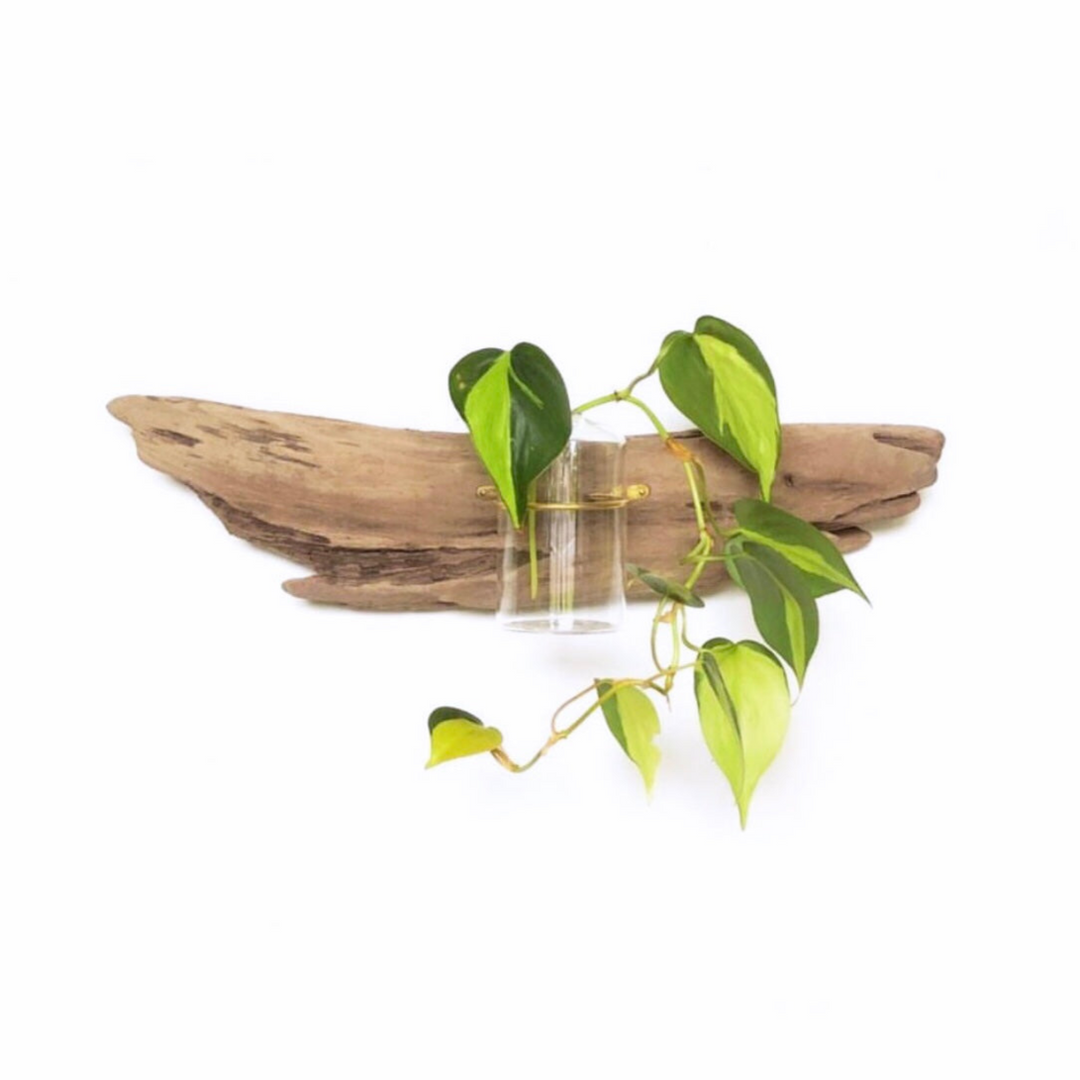 Flora Driftwood Wall Propagation