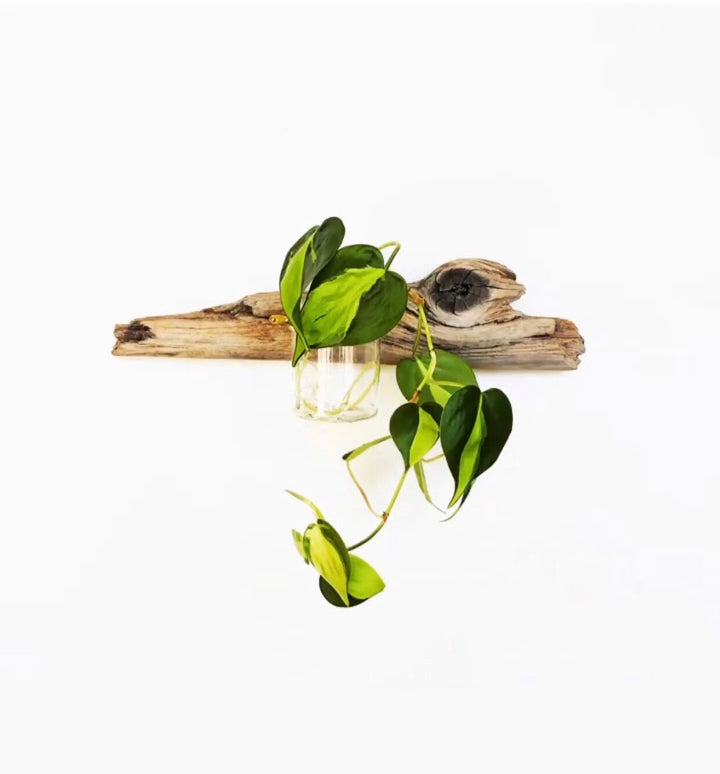 Flora Driftwood Wall Propagation